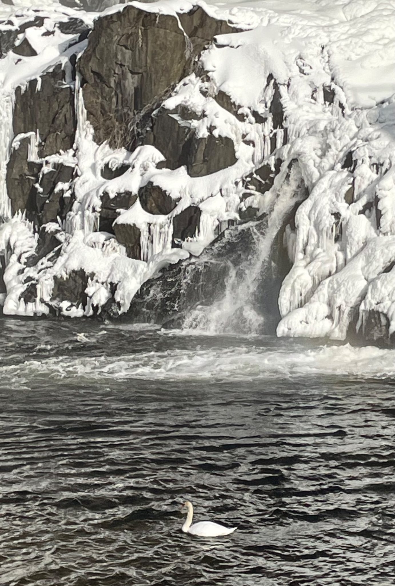 A swan in water with snowy rocks in the background