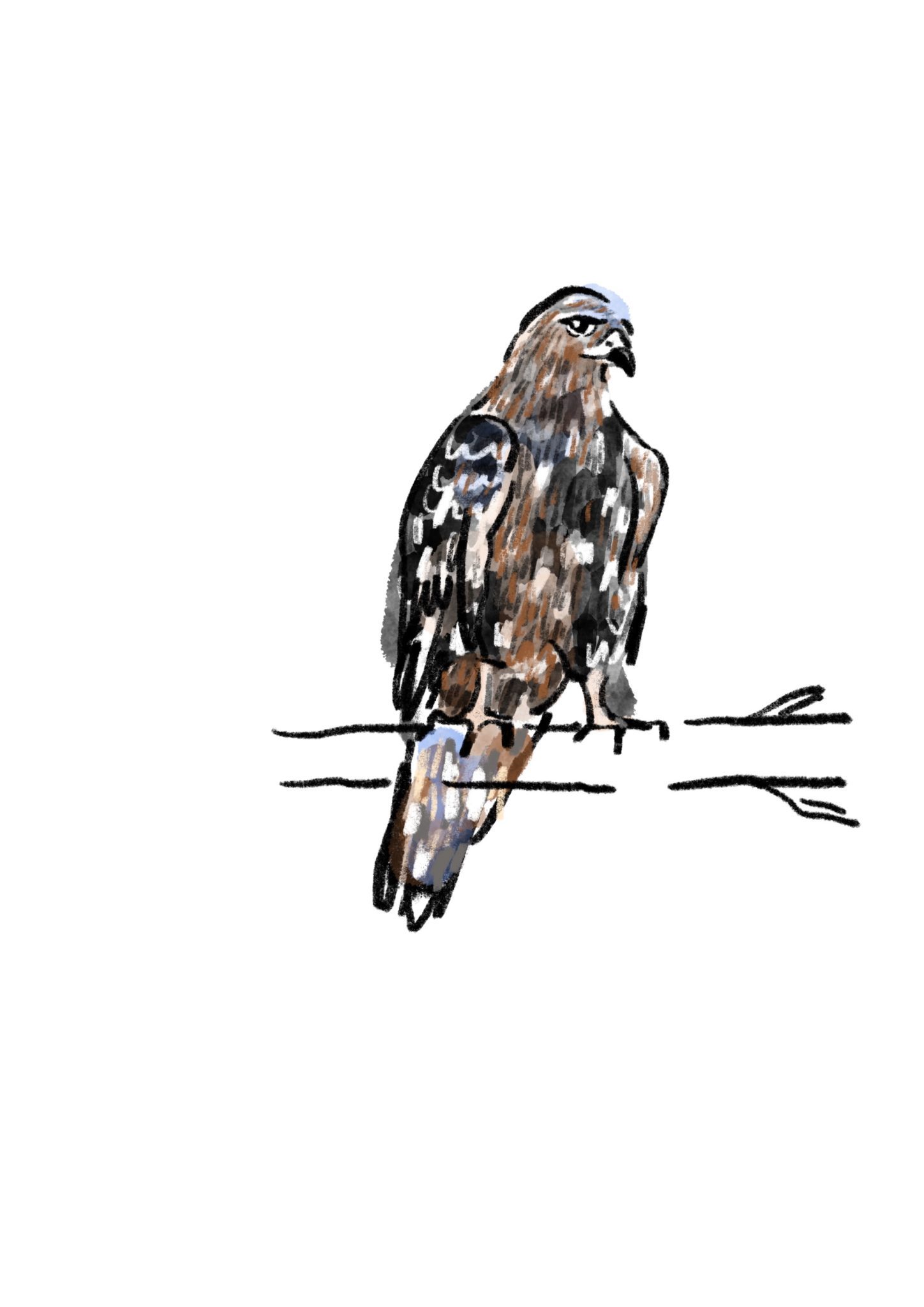 An hawk. Coloured mixed media on digital.