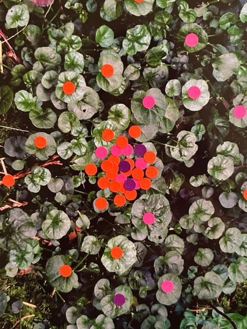 Coloured dots clustered in the center of a photo looking dow on circular leaved plants. The dots are more spread out towards the outside of the page