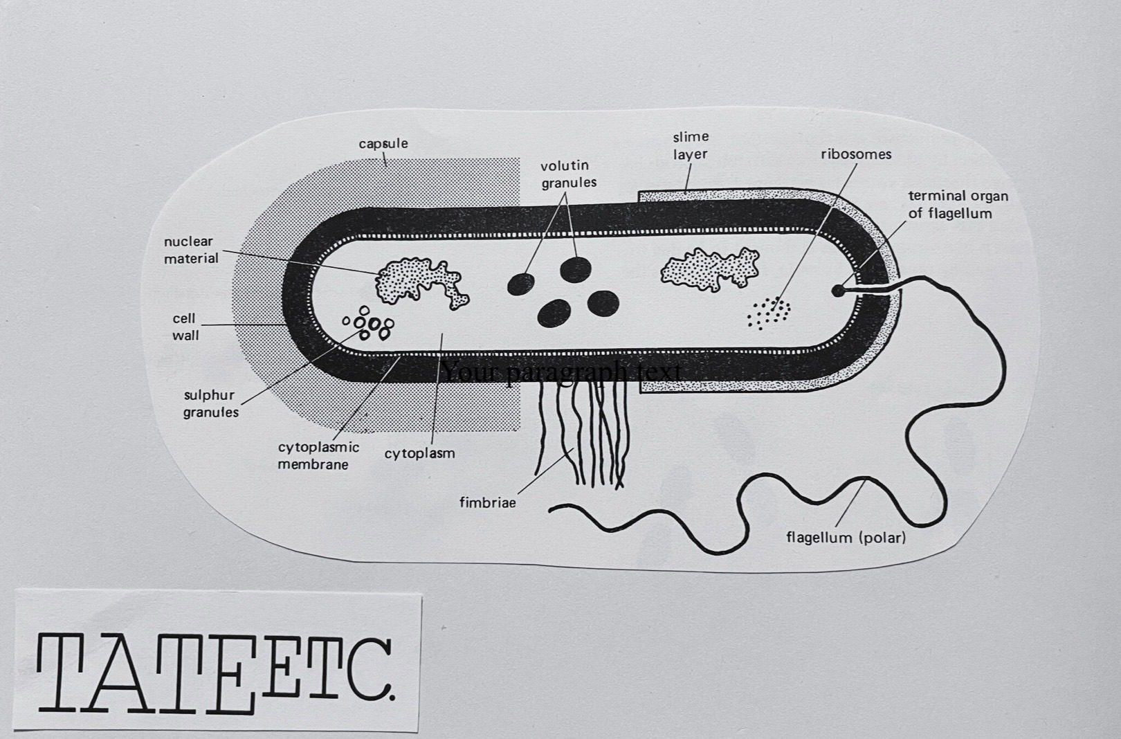 Landscape black-and-white image of a labelled human cell. In the bottom left corner, the words Tate etc.