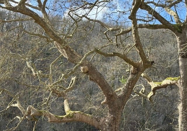 Photography of old curly trees