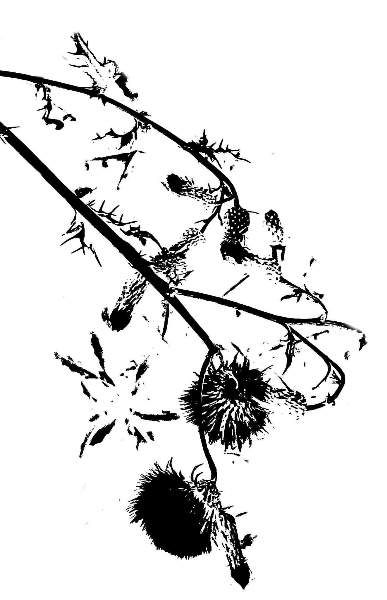 Black and white contrast silhouette of a thistle plant