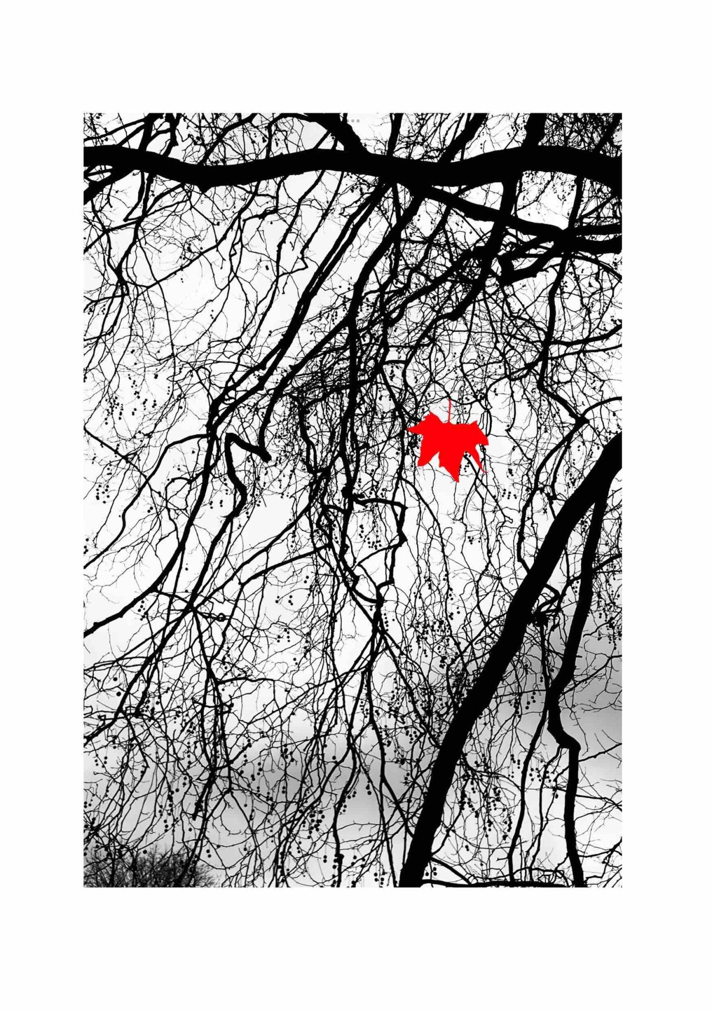 A black and white photo of tree branches with one leaf painted red still hanging on
