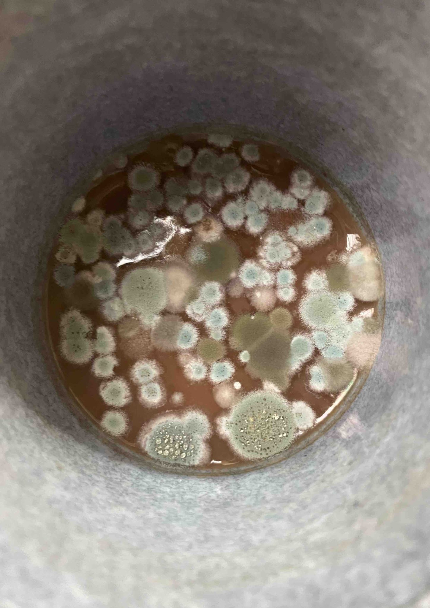 Mouldy cup of tea