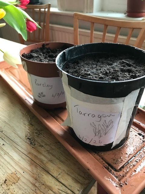 soil, seeds, pots and labels