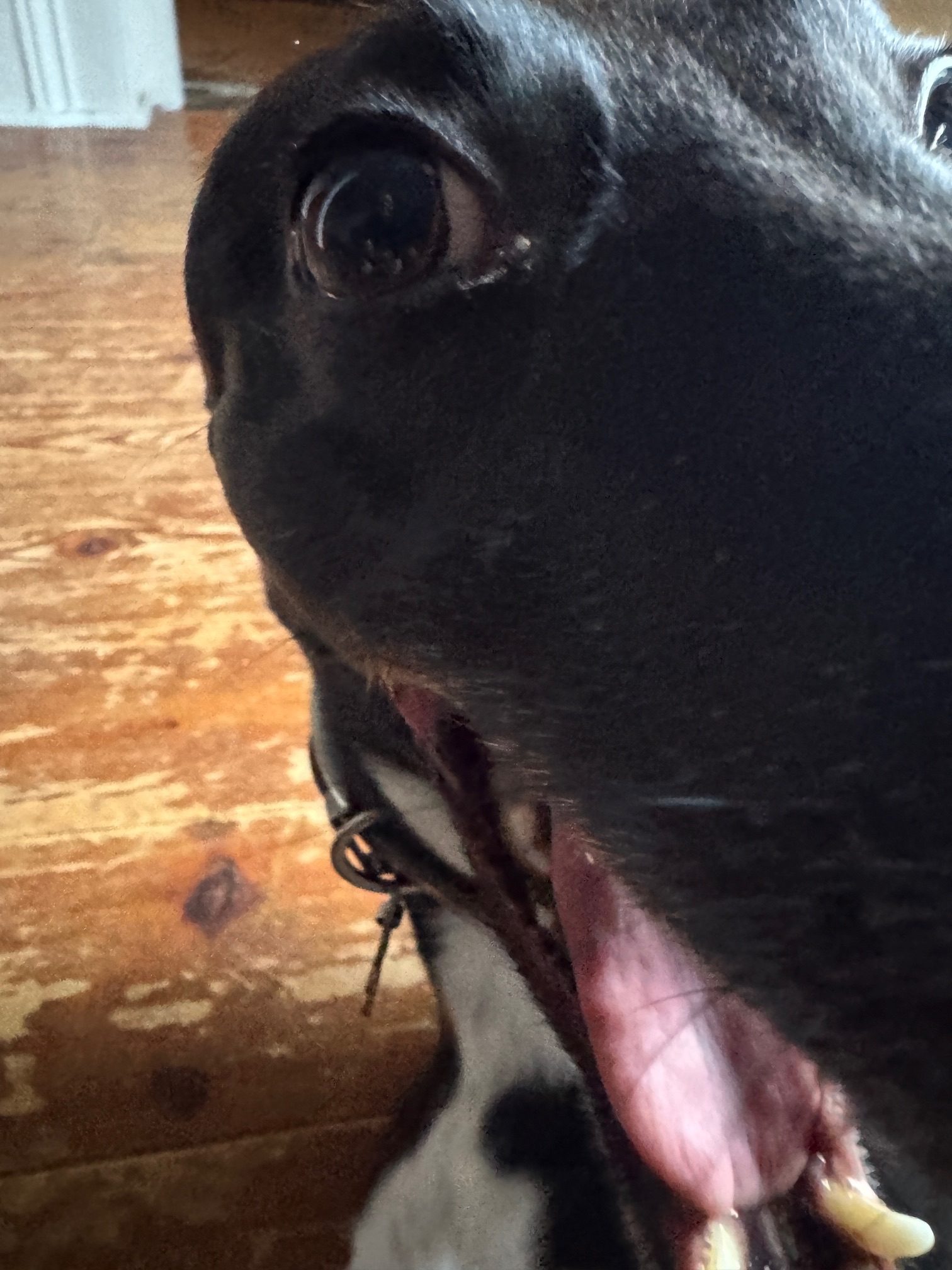 Close up Photo of a dog