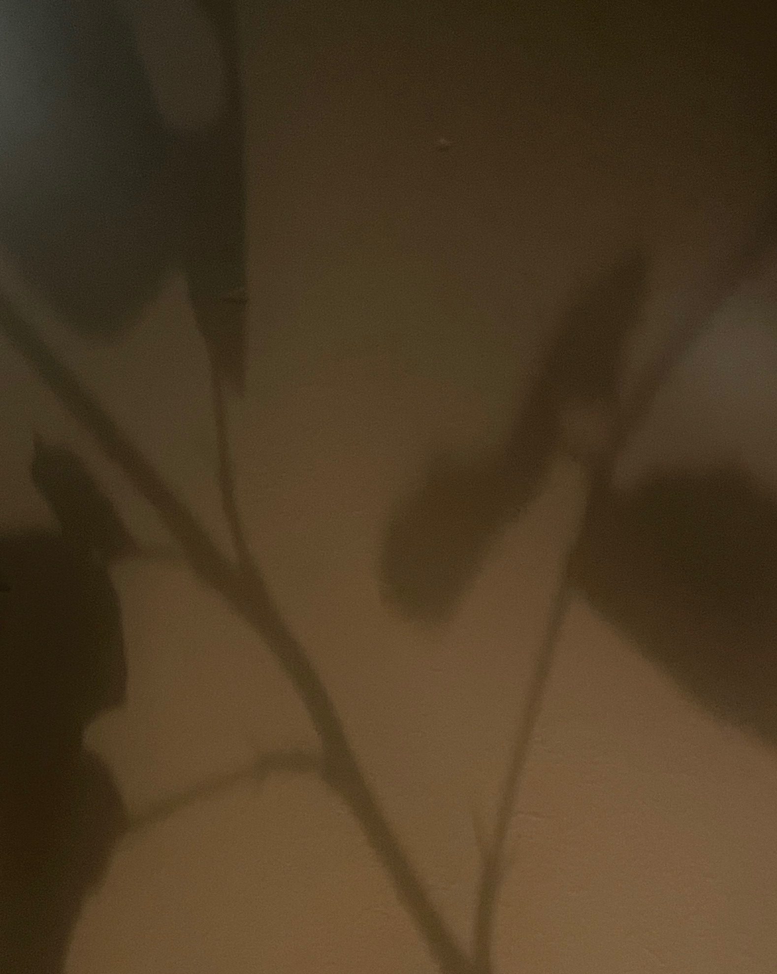 Shadow of a rose’s leaves