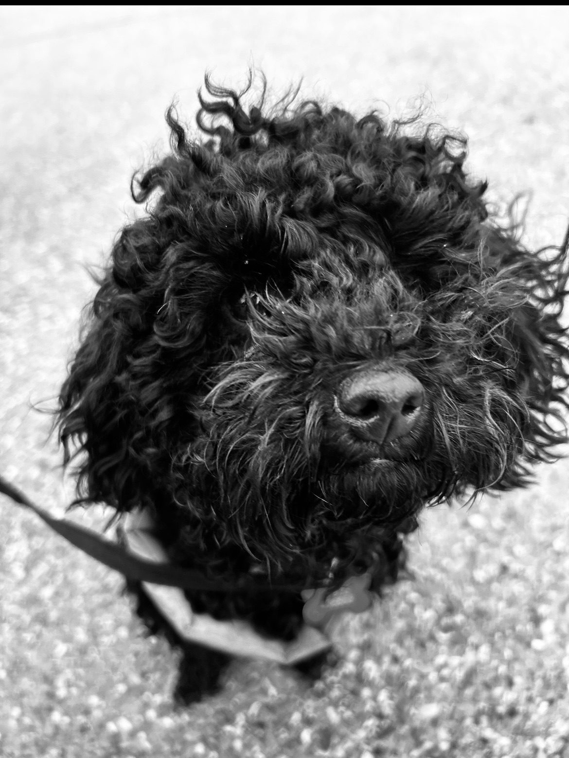 Black dog in black and white on the beach