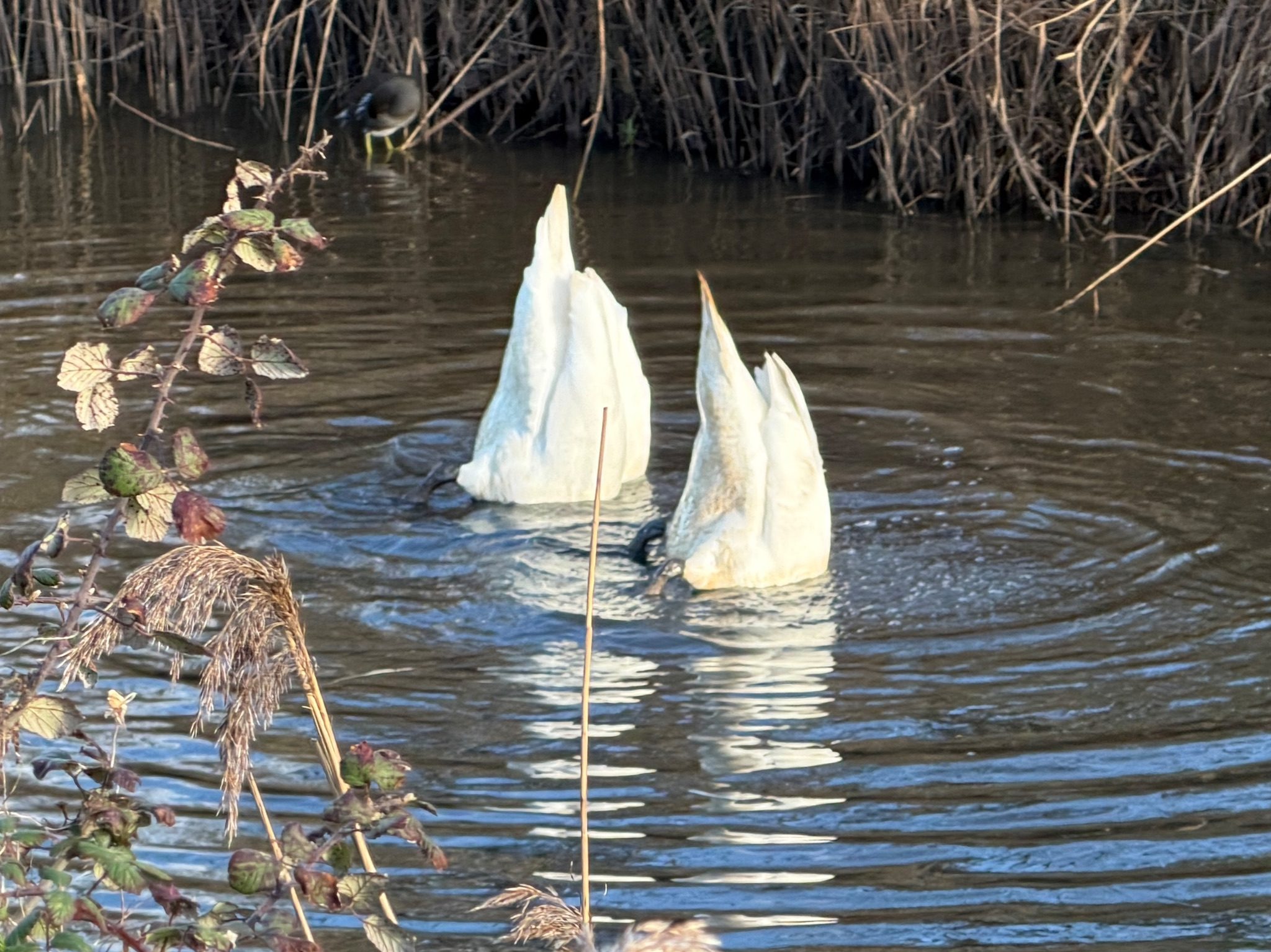Photo of two swans upturned side by side in a river with just their bottoms in the air