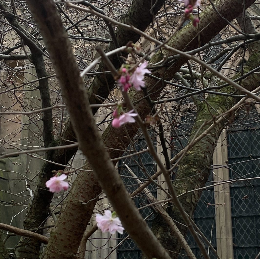 A picture of a few flowers bloomed