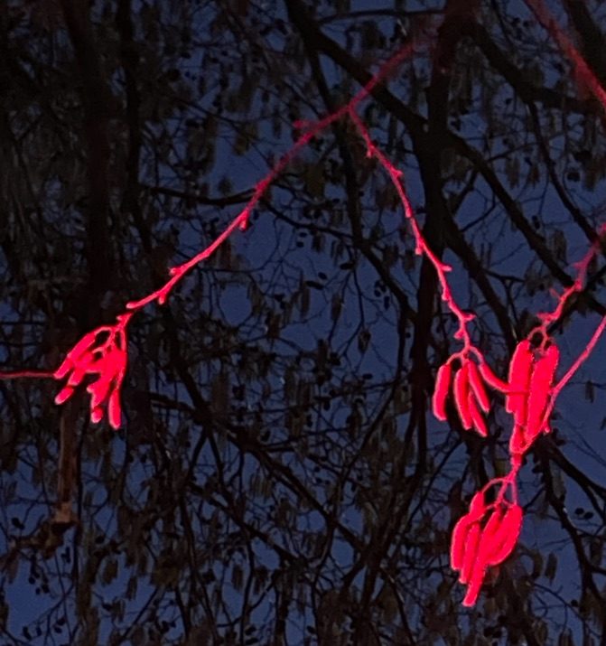 A photograph of a tree with red light (from a traffic light) projected on the branches. No filter, no editing