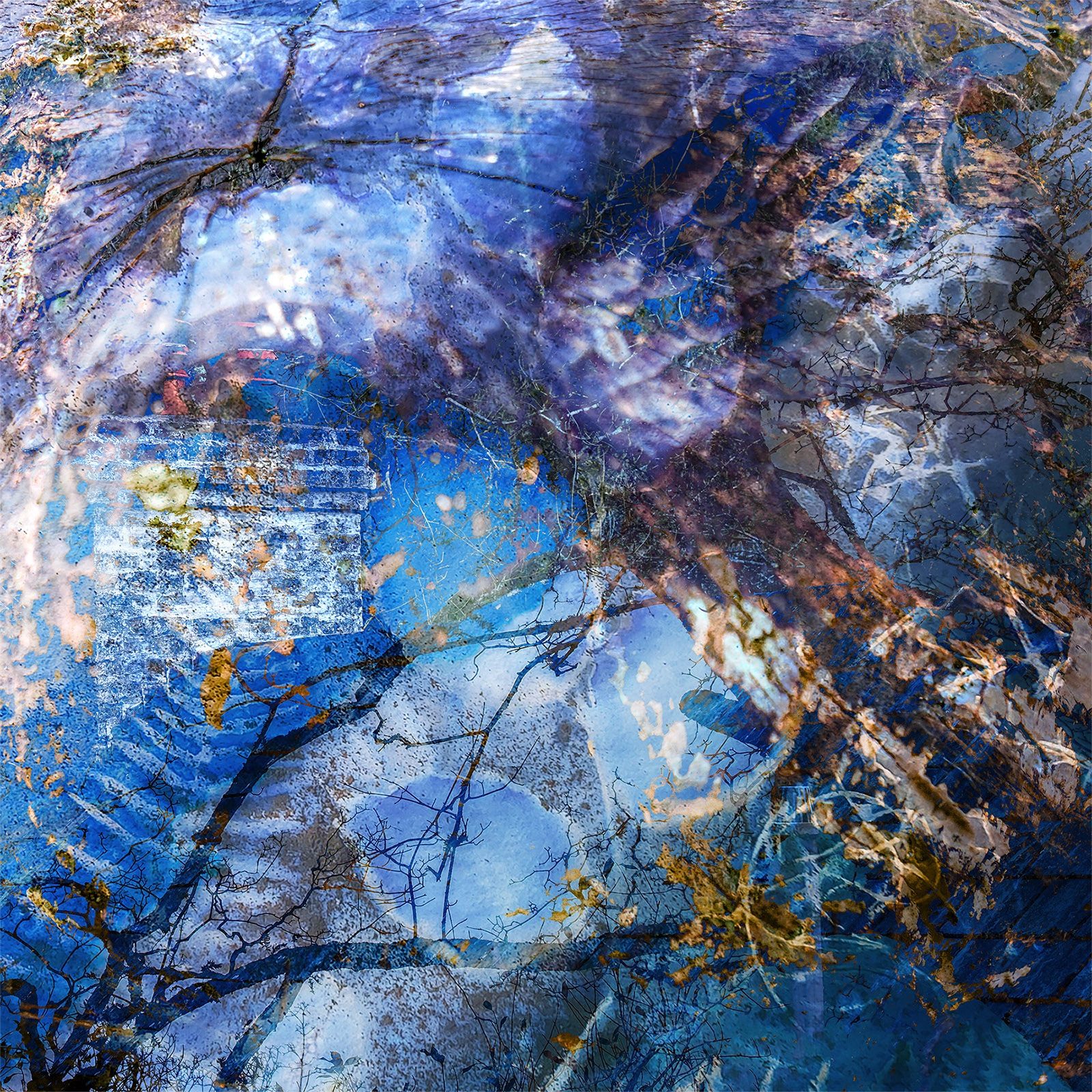 A composite image of a multiple exposure photograph of a woodland scene blended with a cyanotype of oak leaves, blended in Photoshop