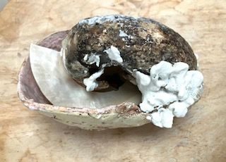 ceramic with mother of pearl shell