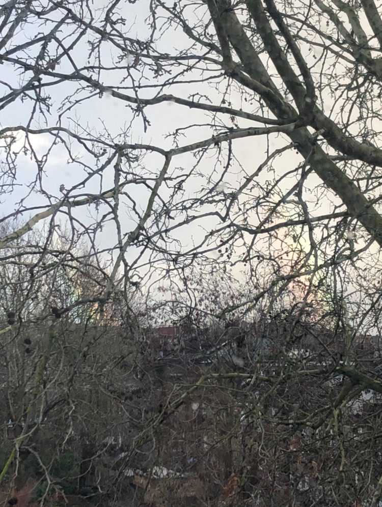 double rainbow in the distance, seen through tree branches.