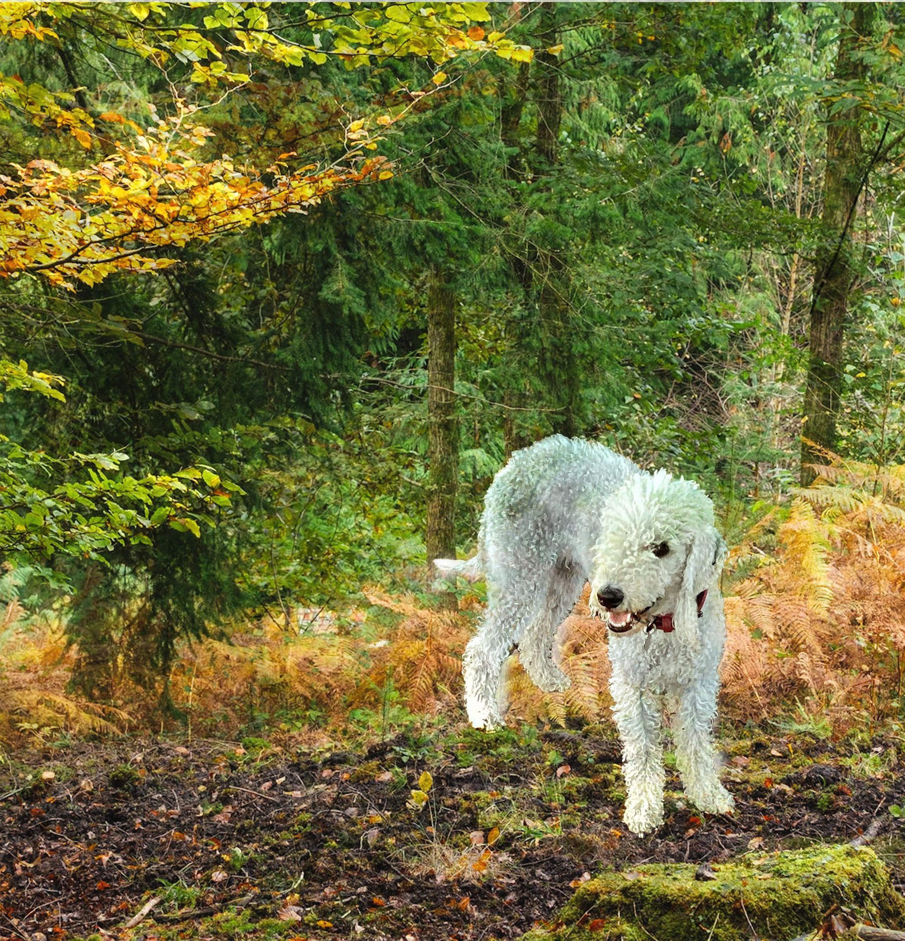 A compositron image of my Bedlington Terrier where I have changed the background and put her into the woods