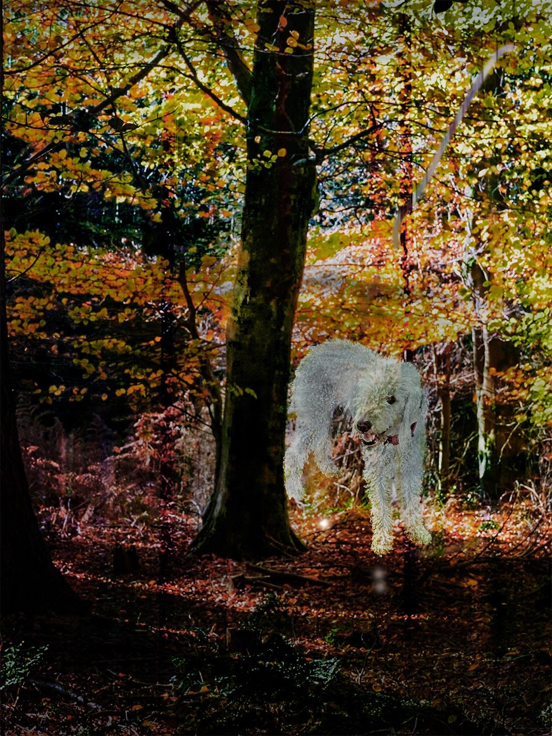 A composite image of my Bedlington Terrier where I have changed the background