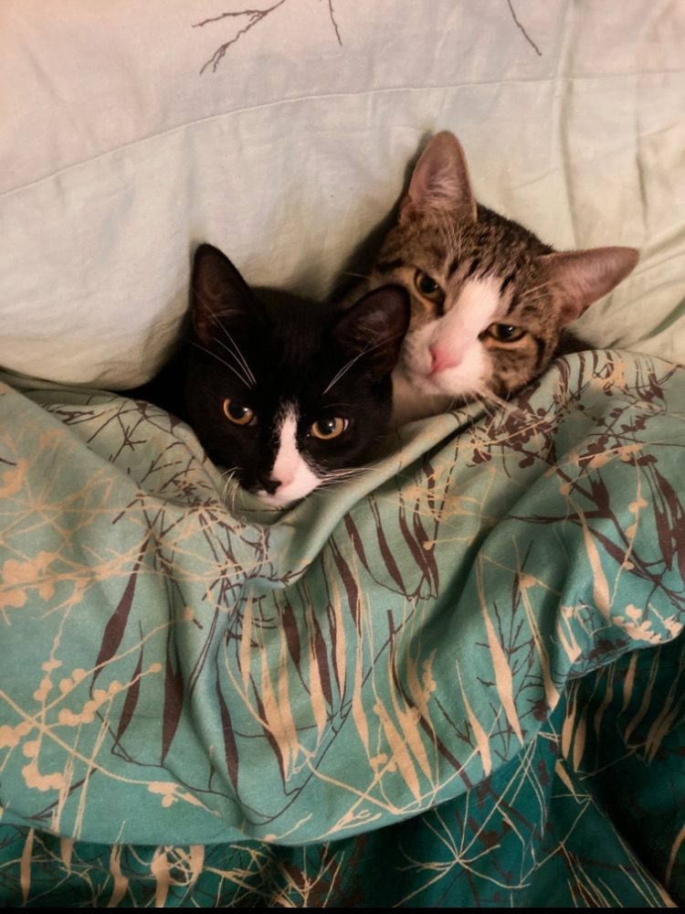 Photo of my two kittens they’re under the duvet so all you can see is their heads looking straight at you. The one on the left is black with a white triangle on their nose which goes down to their top lip and they look at you with golden yellow eyes, the one on the right is a tabby with a round bottom vase shape of white in his cheeks and forehead and also gold yellow eyes he sits slightly behind the black cat but both together looking intently and saccharine sweetly after trying to wreck my bedroom they are under a dark bottle turquoise duvet which has gold and brown slashes that is supposed to look like grasses and spots that are supposed to look like dried spindly grass flowers that have main stall and an arrow shape with dots of small flowers. It’s a graduated pale to darker type colour range the pillow behind is pale blue turquoise colour they are looking intently at the viewer like butter would melt. Title is “What’s Not To Smile About They Wreck My House, They Steal My Pens, But They’re Babies, Fur Babies.”