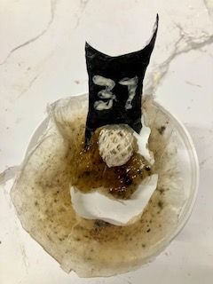 porcelain and crushed oyster shell in vegetable alginate