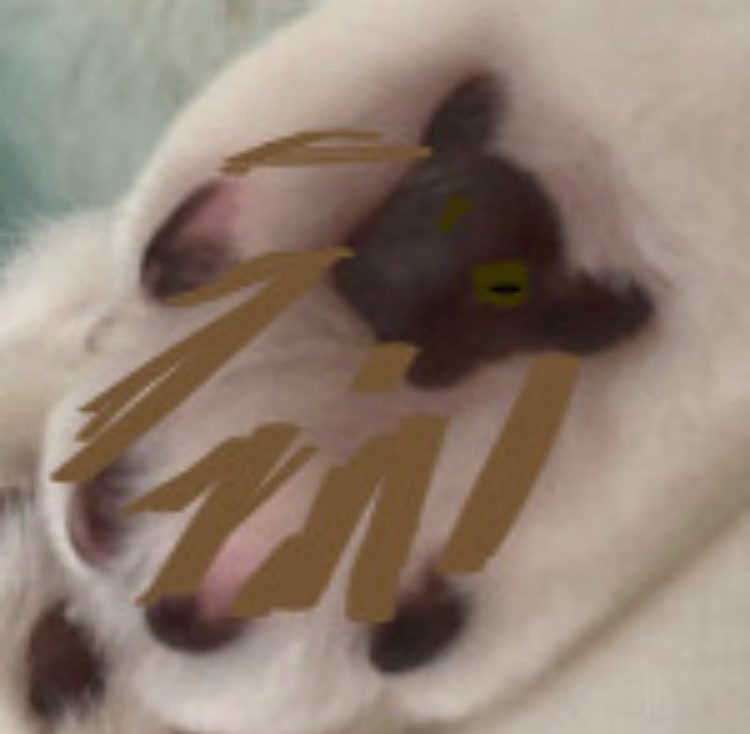 A cats toe beans and pad has been joined up to make a figure like a bear as this is what the photo looks like so the pad of the cat is the head of wjat could be a bear and the toe pads have been drawn around to make arms and legs with a phone app that you can draw with.