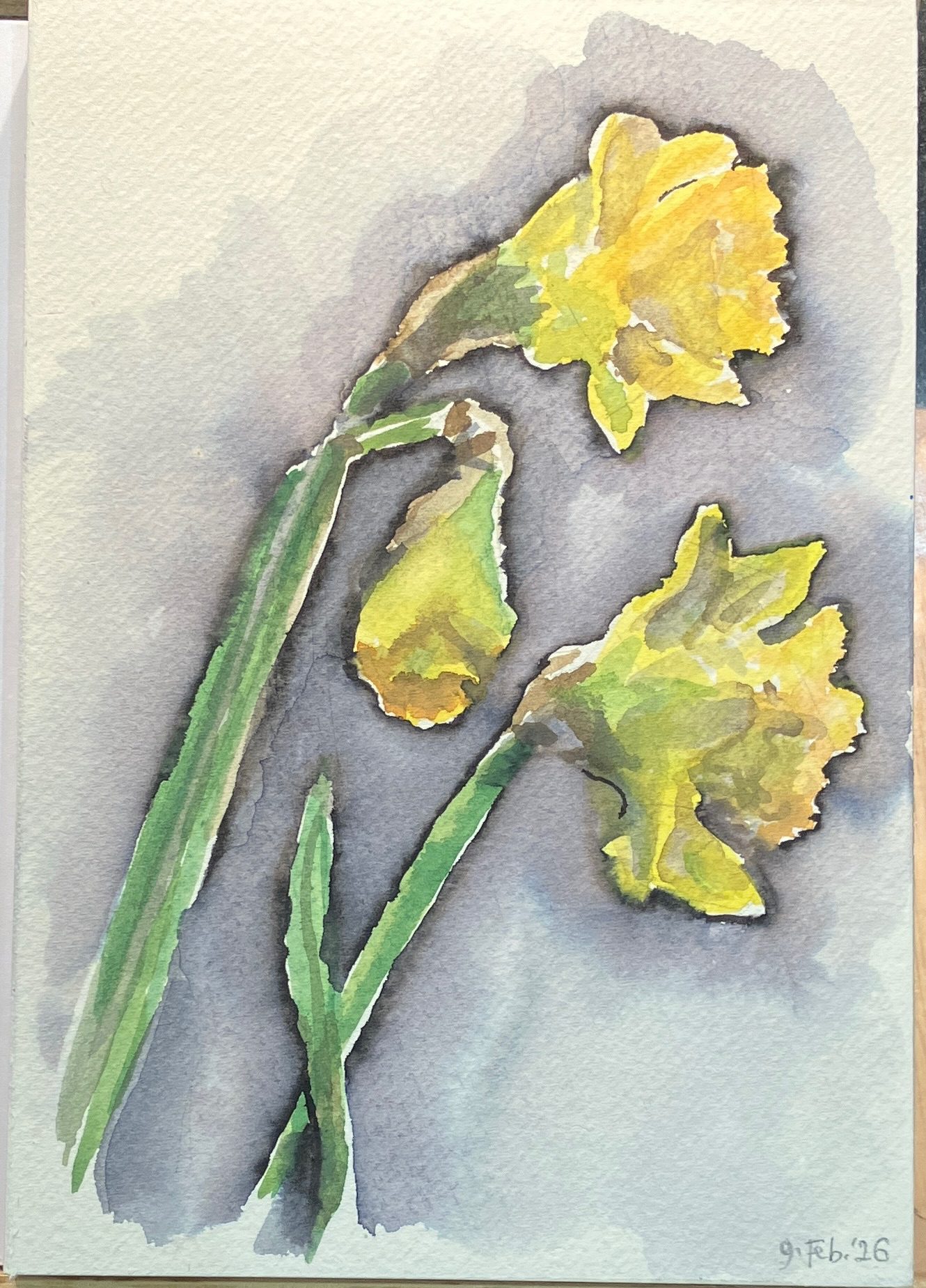 Three daffodil heads in watercolour and ink.