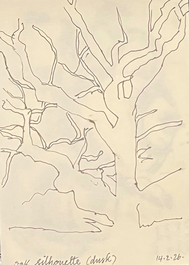 Pen outline of an oak tree