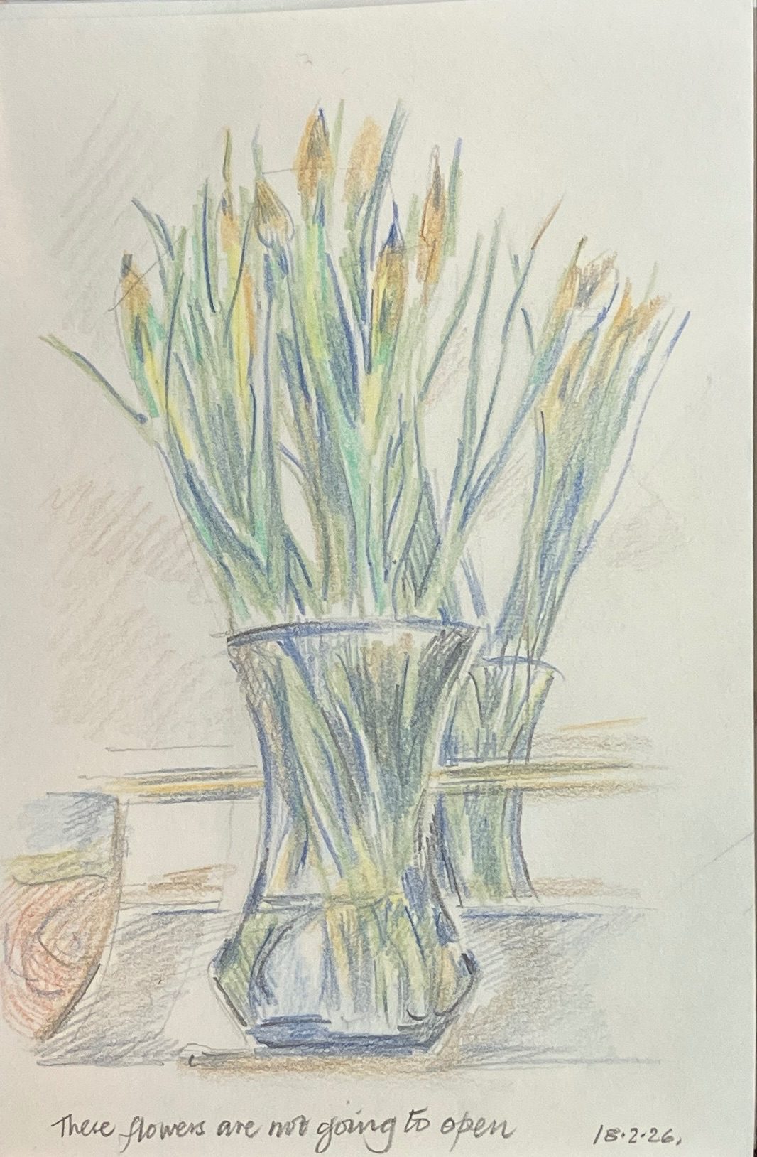 Iris buds in a vase. Colour pencil