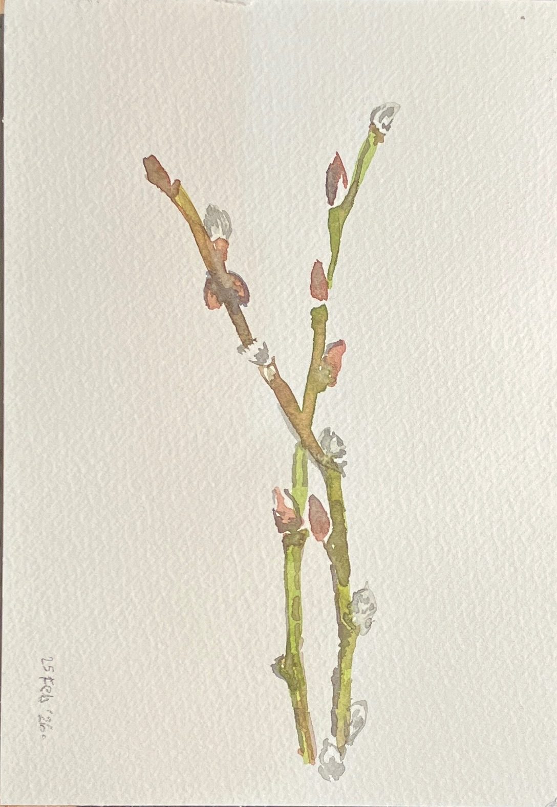 Twigs with pussy-willow. Watercolour.