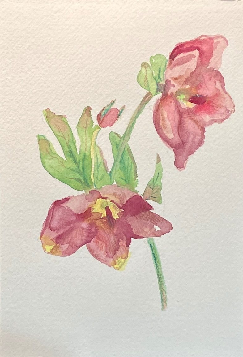 Hellebore flower, watercolour