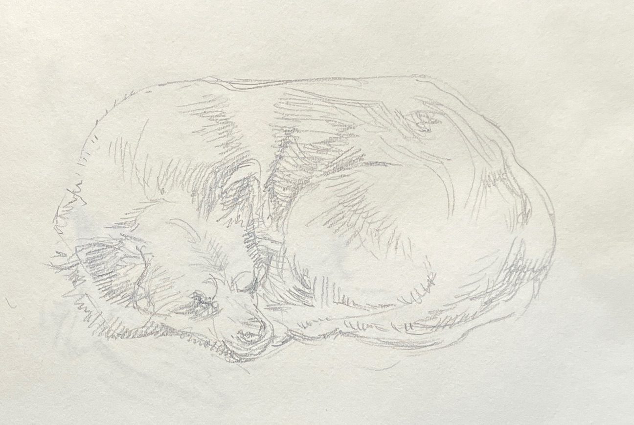 Fluffy dog curled up. Pencil.