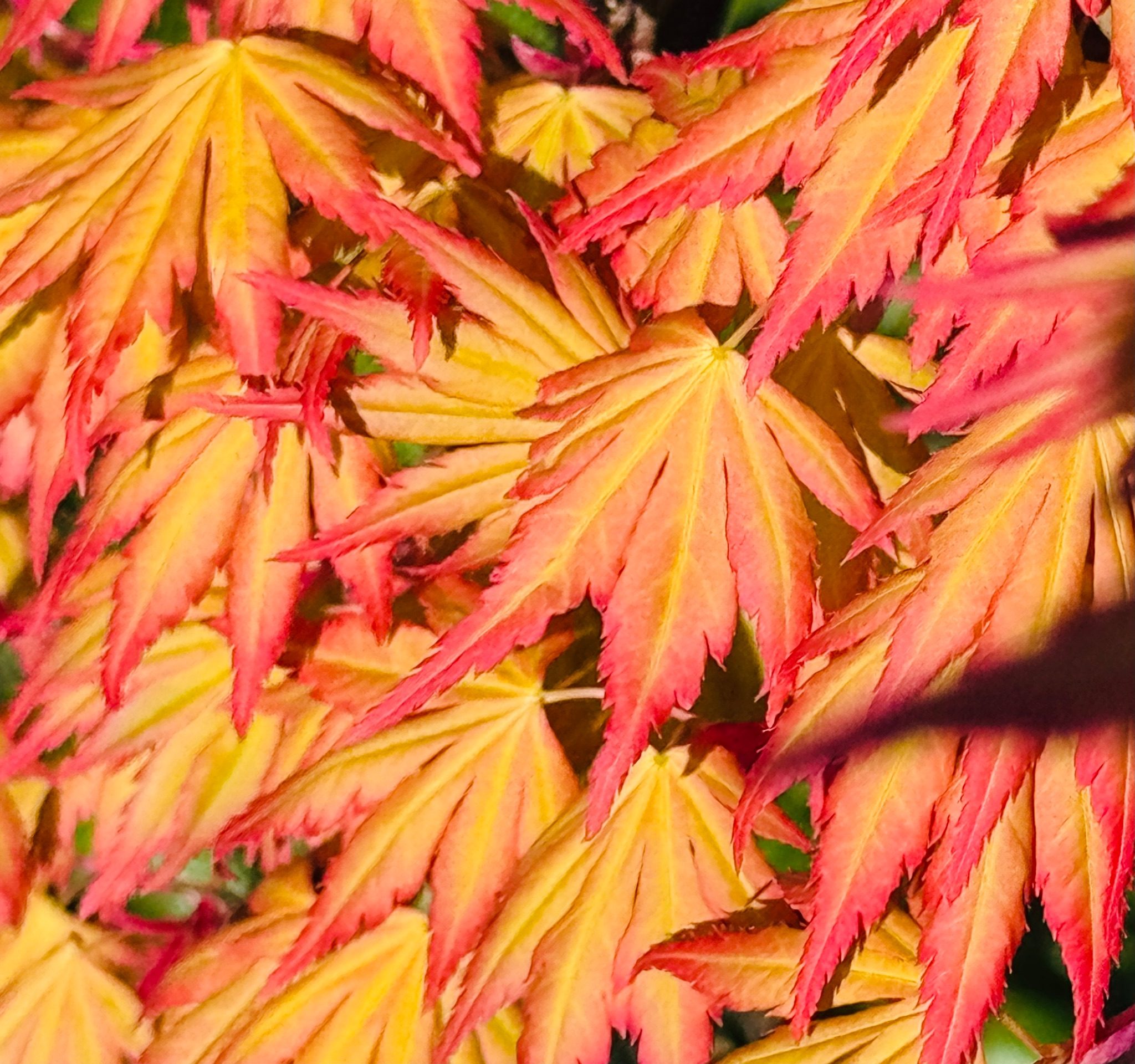 Photograph of a magnificent Japanese Maple tree.