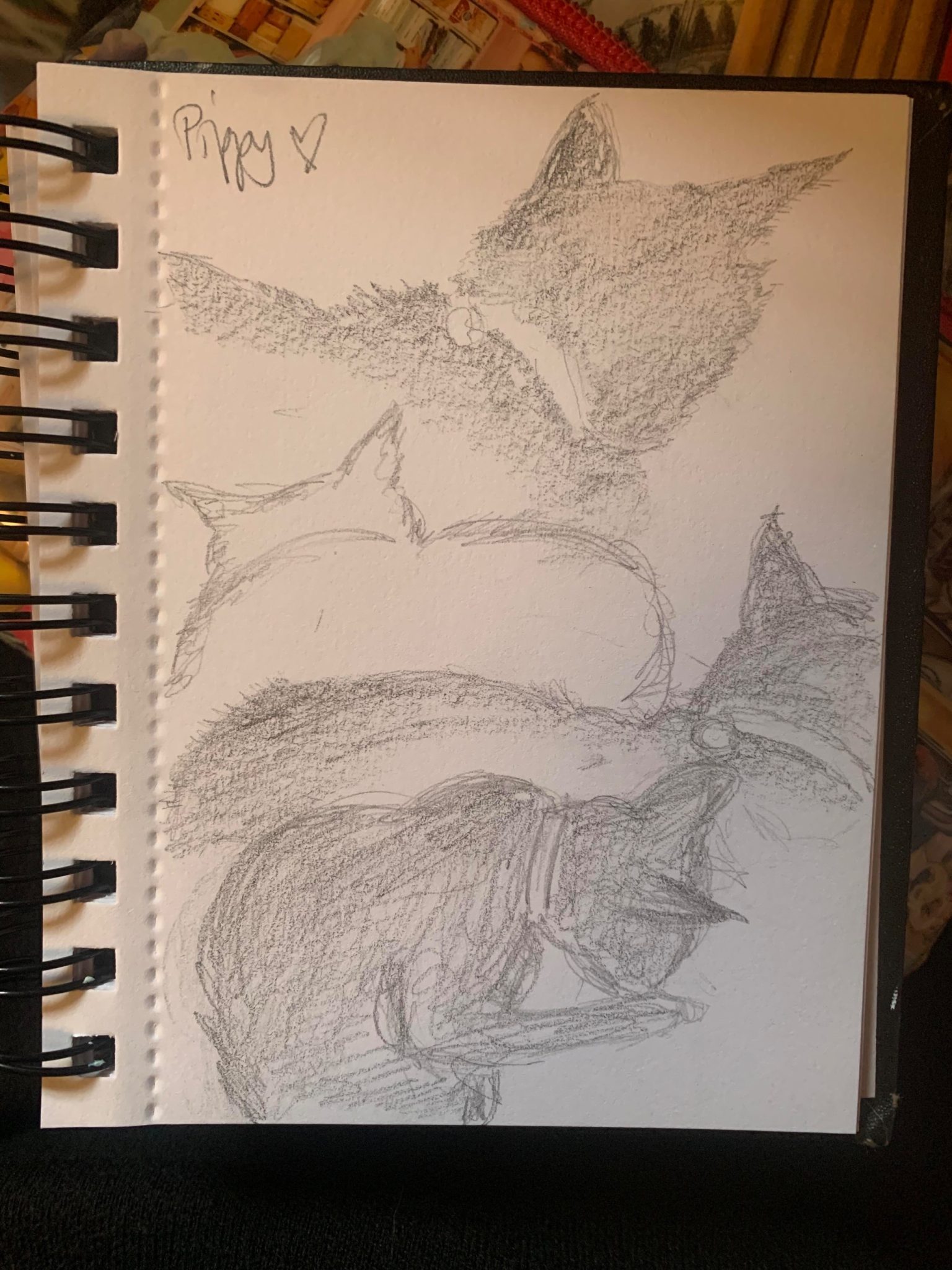 Pencil studies of our cat Pippy.