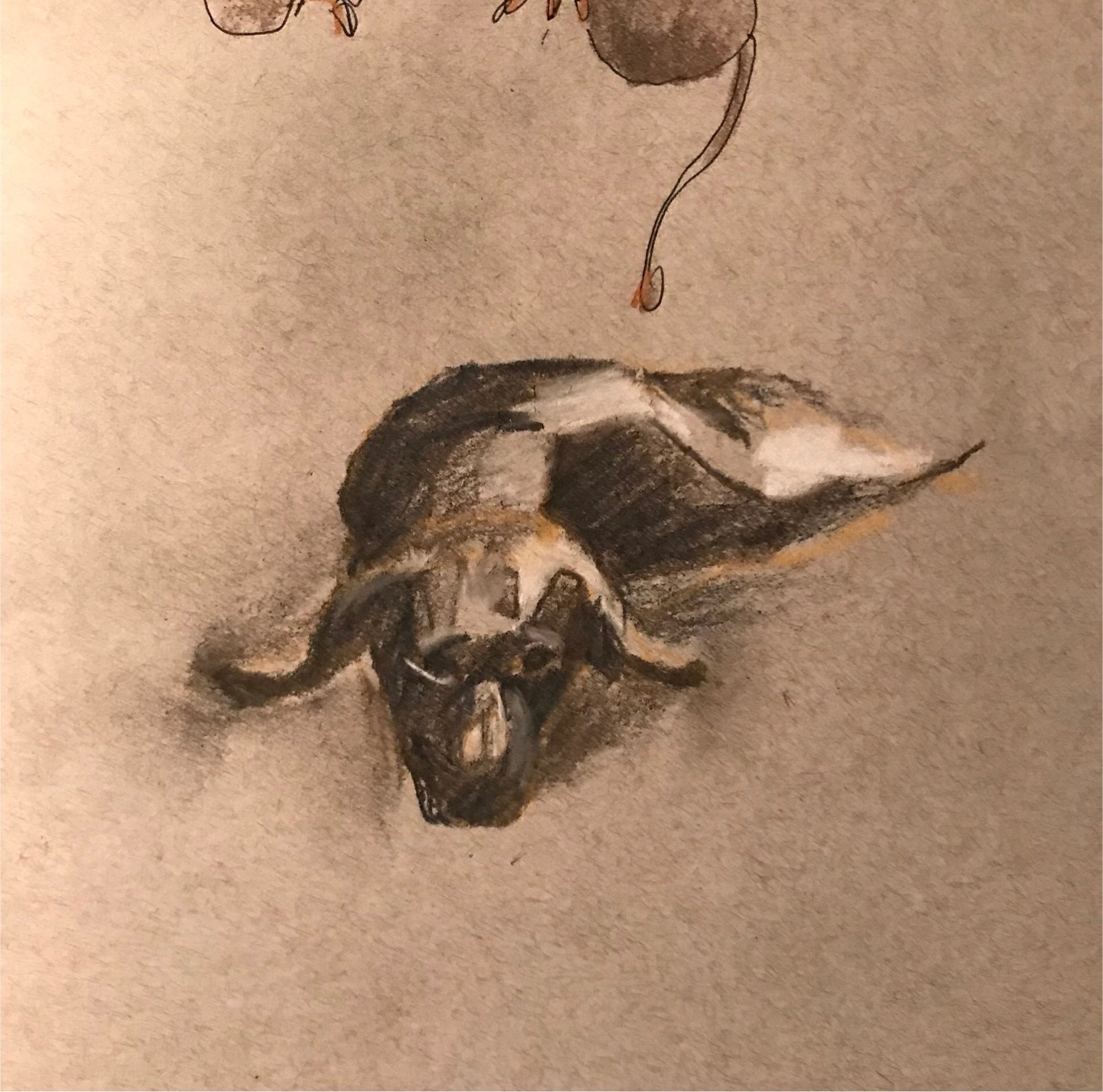 Tinted charcoal on grey paper of a dog laying down