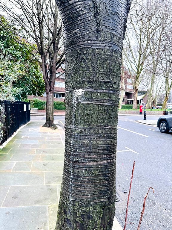 The clay ring placed on the tree trunk three days ago detached due to shrinkage during drying, leaving only some fragments in place when it was exposed to rain. The rain partially dissolved the clay, leaving traces that flowed along the tree’s surface in the direction of gravity.