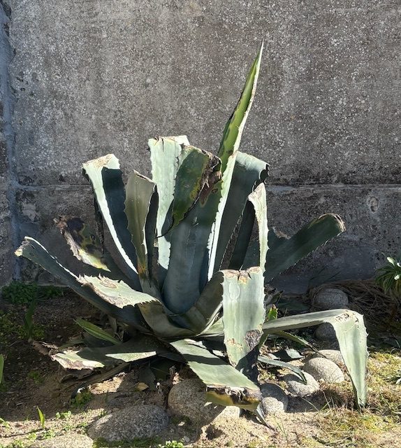 Photo of an aloe