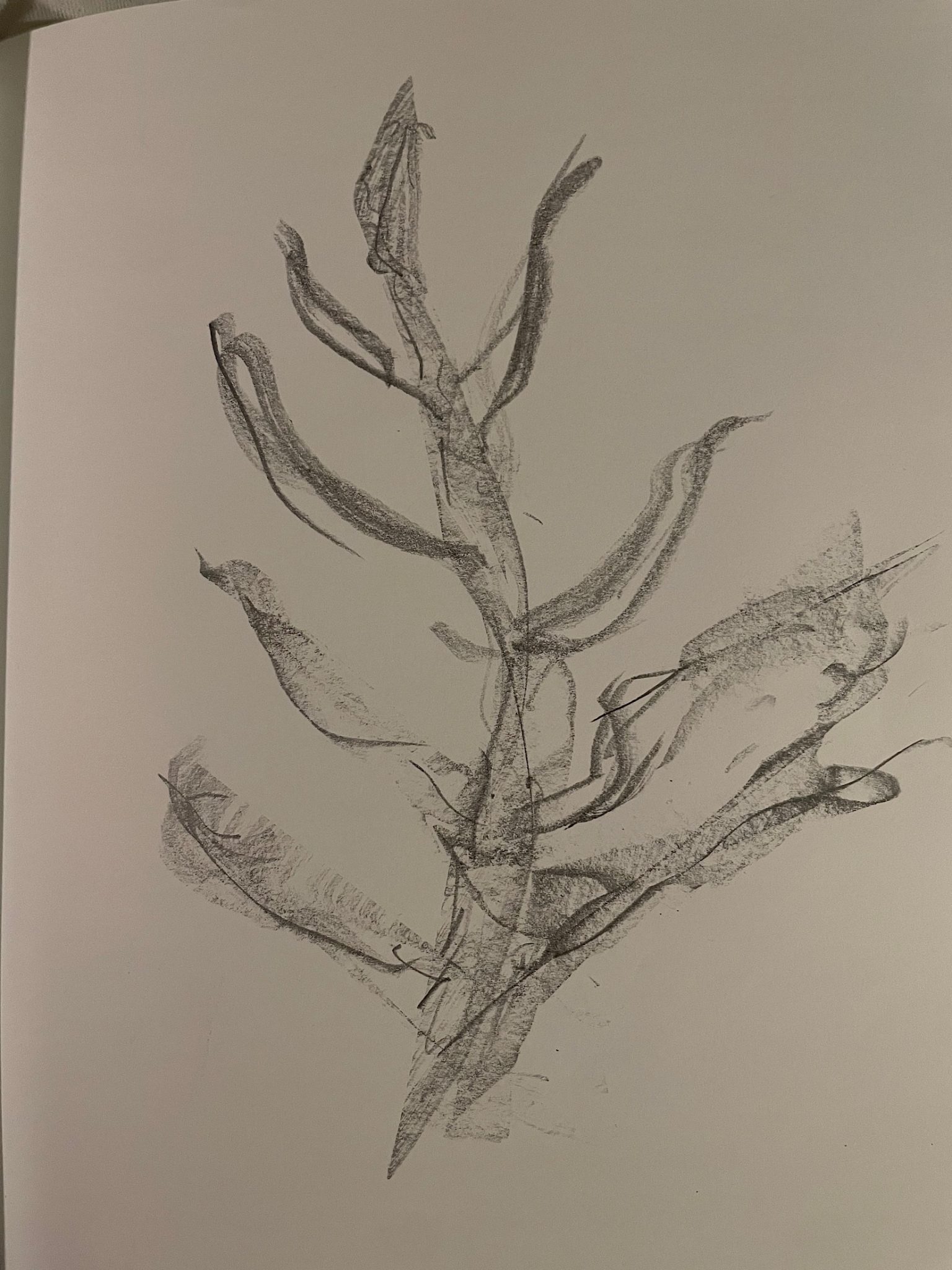 A rough sketch of a breadfruit leaf