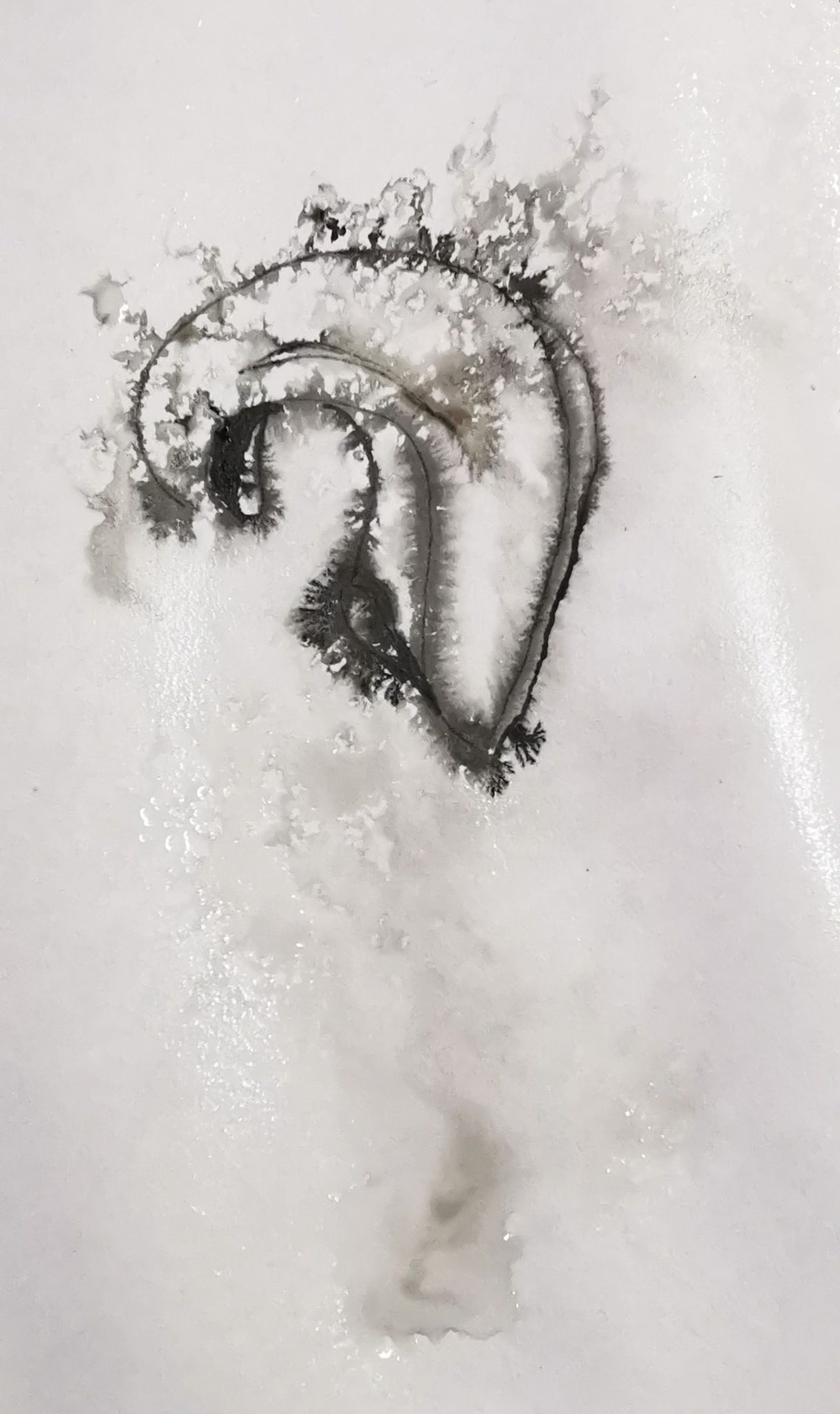 Drawing of a curled calendula seed sprayed with water so the ink bleeds out