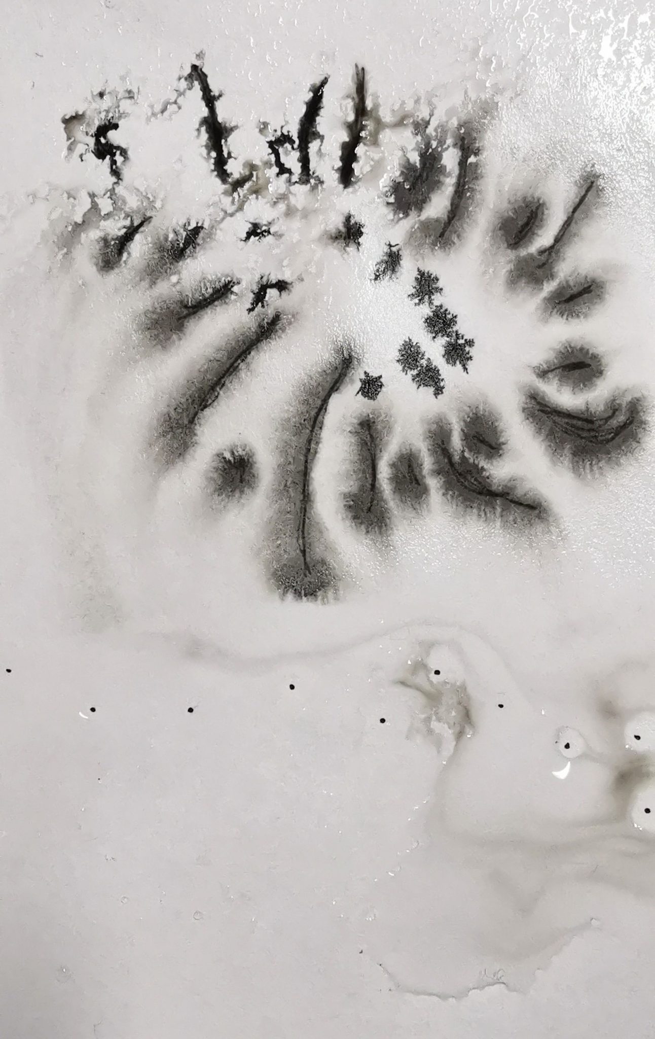 Ink drawing of the radiating cavities of a seed head on wet paper