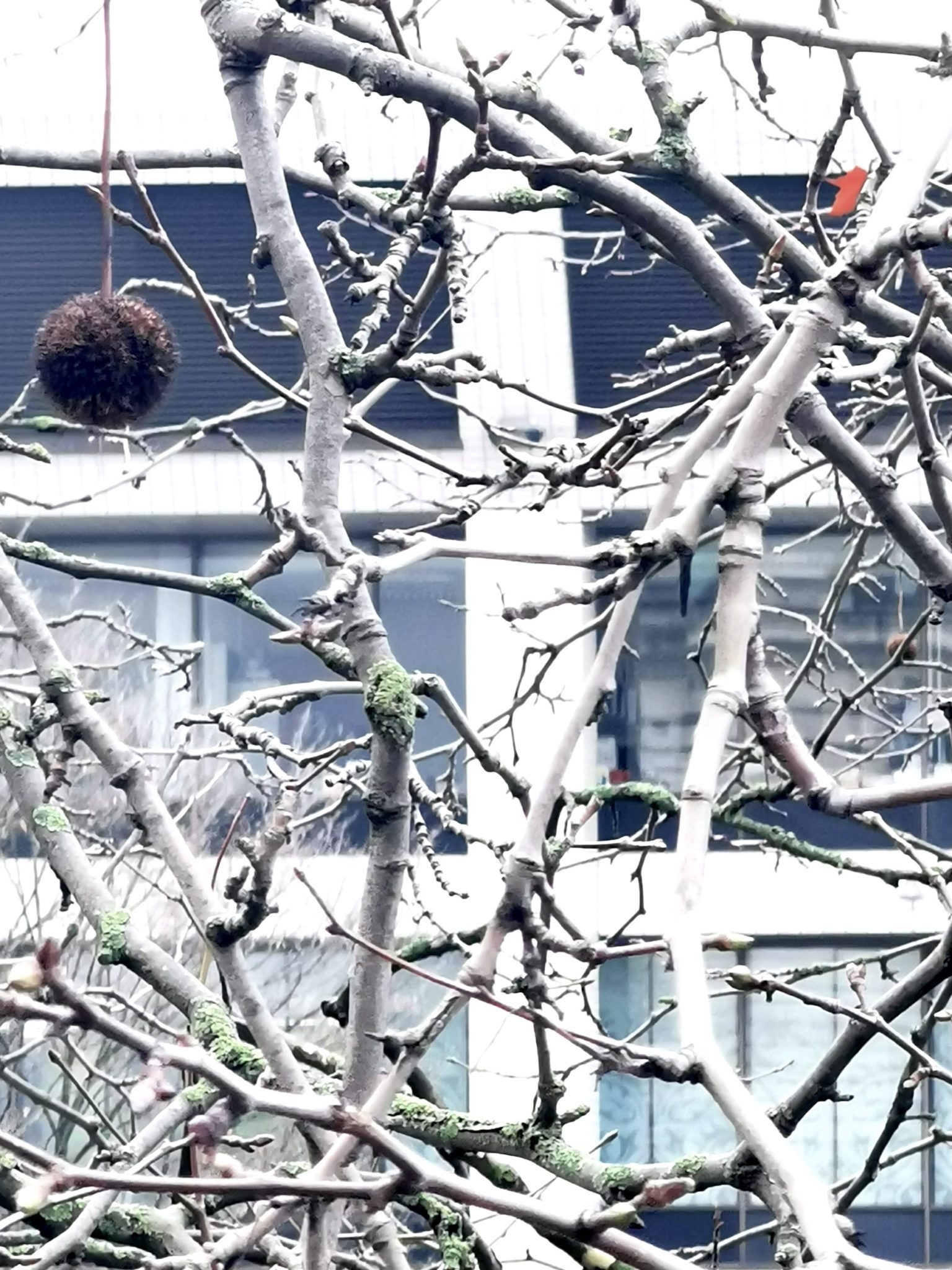 twisted branches of a London Plane tree in front of a hospital building