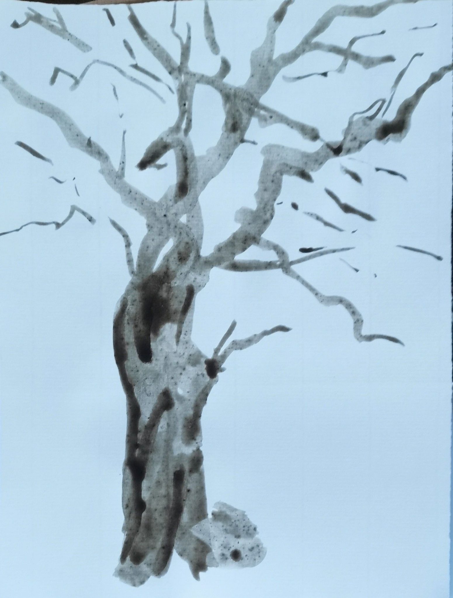 Brush and ink drawing of an oak tree