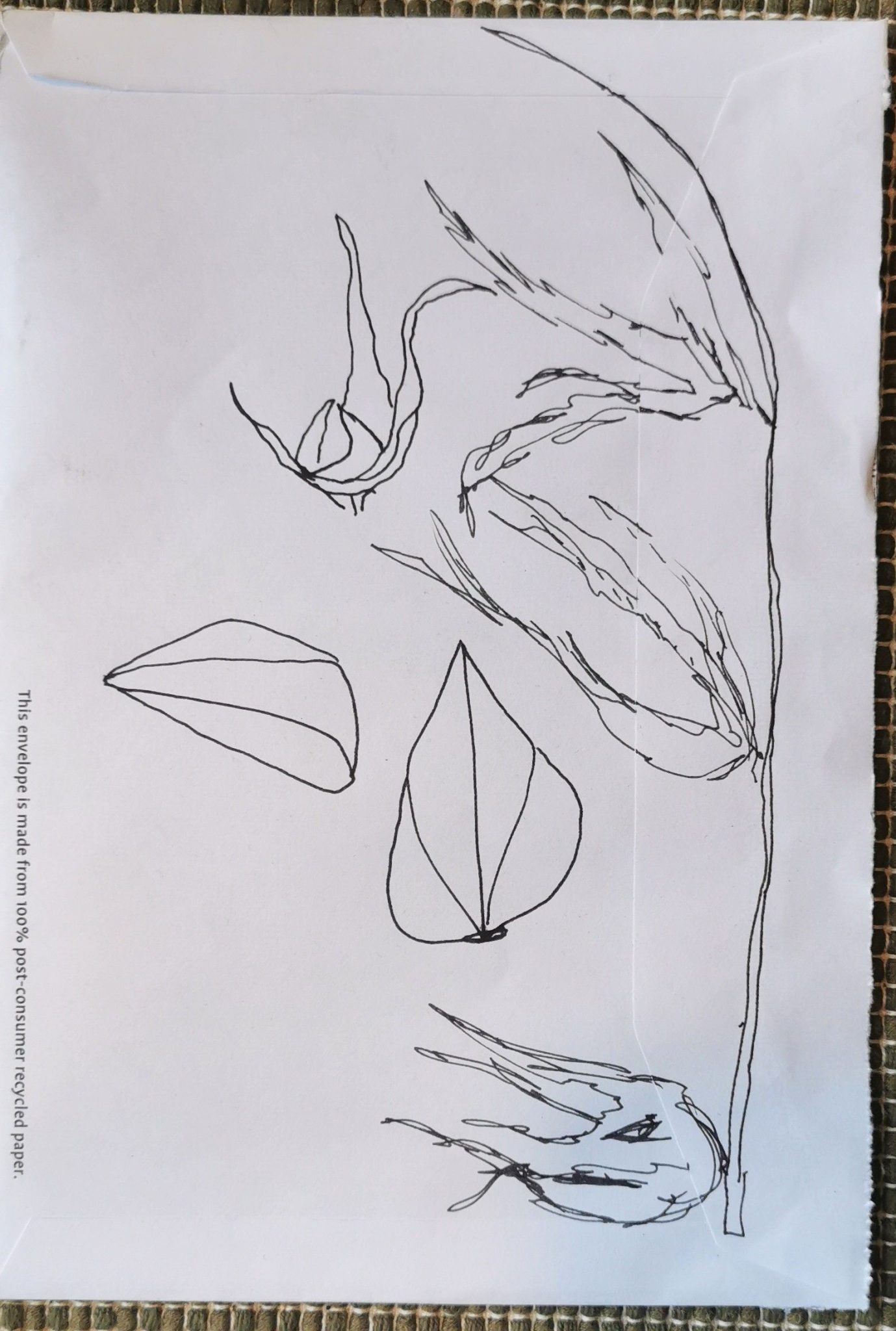 A pen drawing on the back of an envelope showing seeds and seed heads