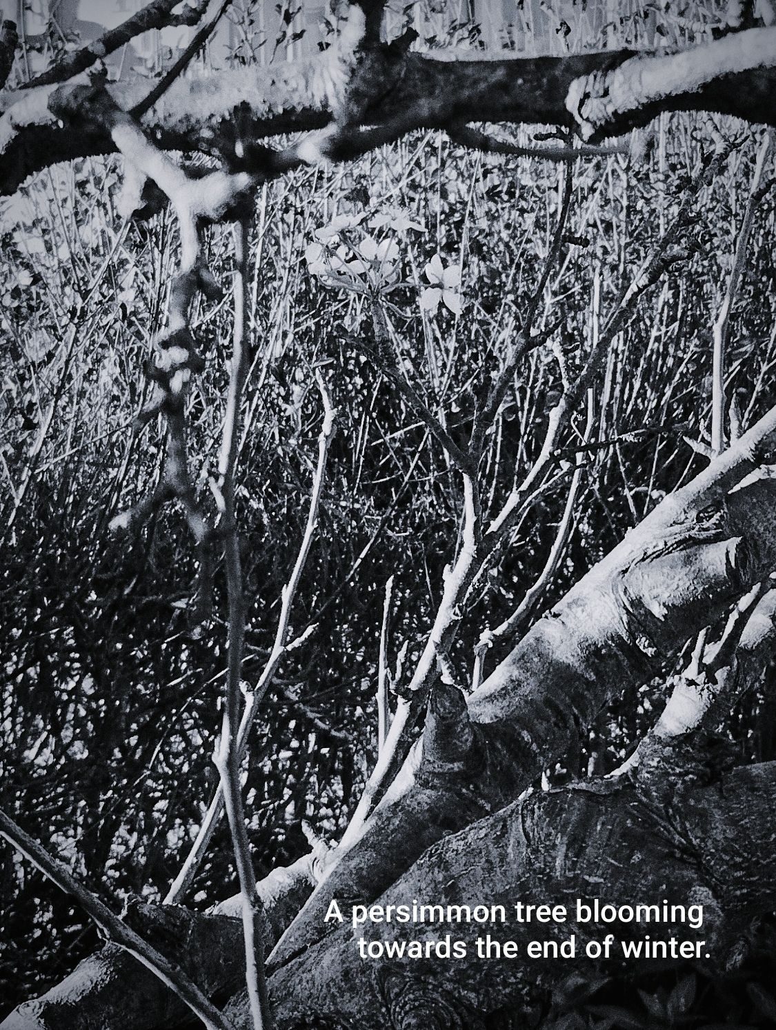 A black and white photograph of a persimmon tree.