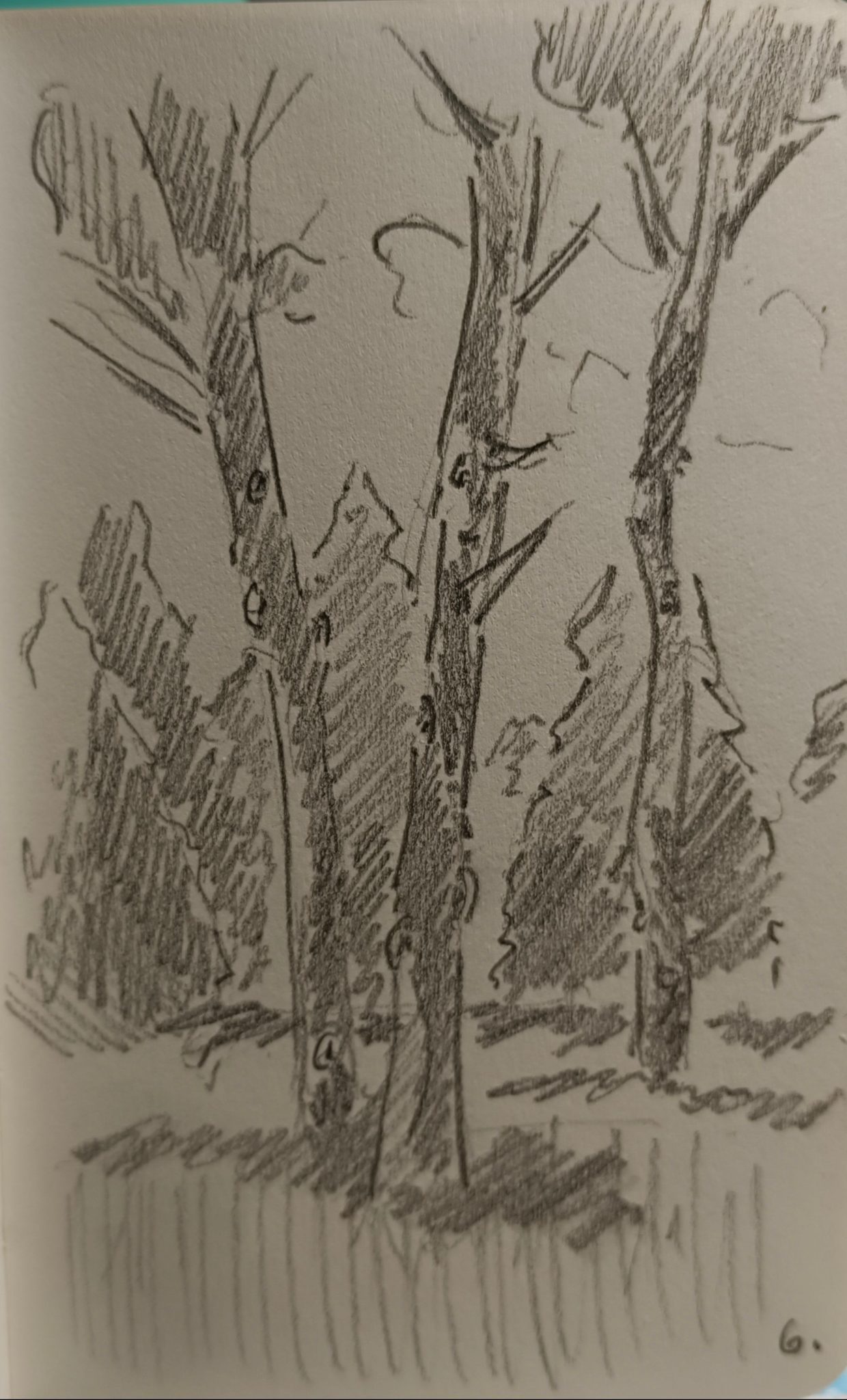 drawing of three trees in first plan, behind which are a couple of more trees. simple drawing, pencil on paper