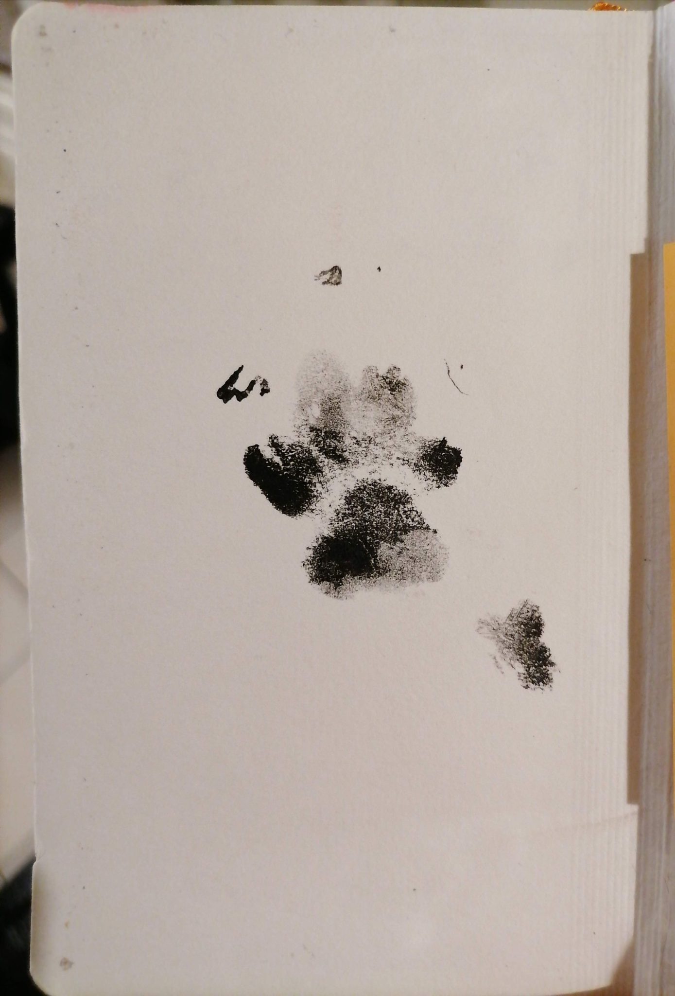 Paw print in ink on the last page of my current sketchbook.