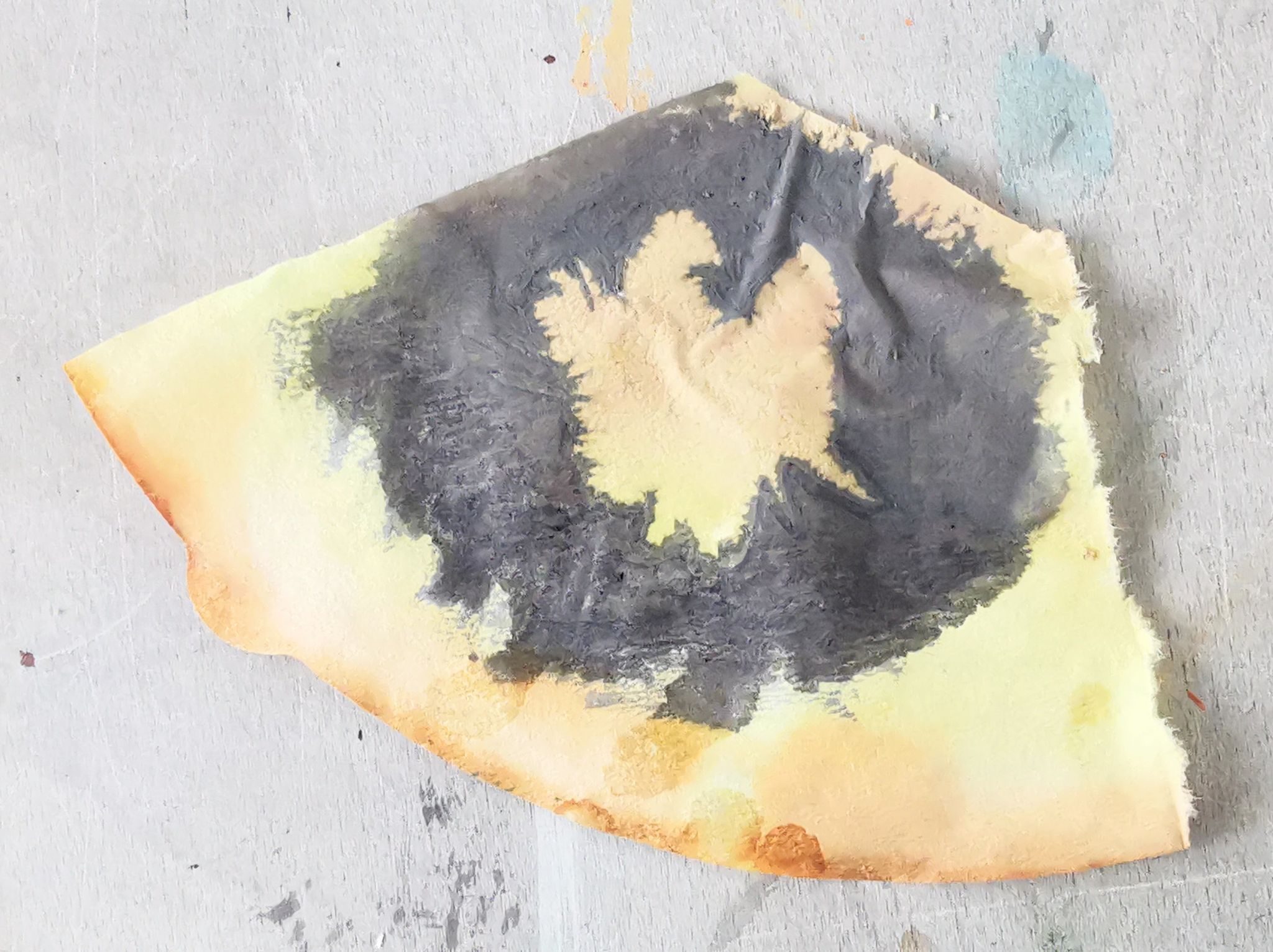 Outline drawing of a seed head in black oak gall ink drawn onto a coffee filter stained yellow by hazel pollen