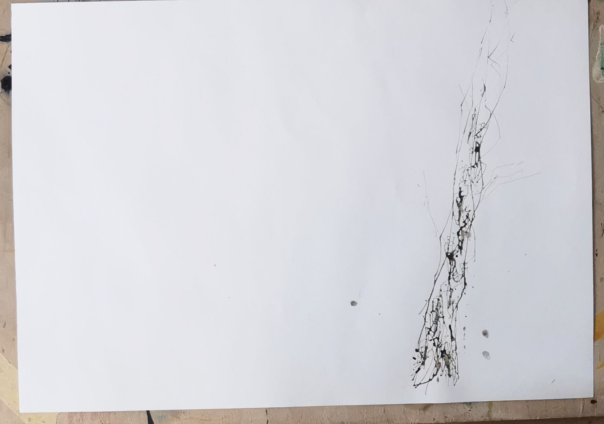 Drawing of the trunk of a birch tree, drawn with oak gall ink on paper using a birch twig as a dip open