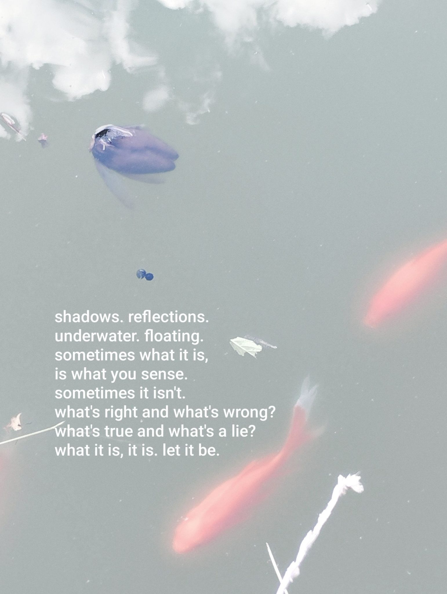A photograph of water with a floating blue flower on the left upper corner and orange koi fish swimming in the lower part of the picture.