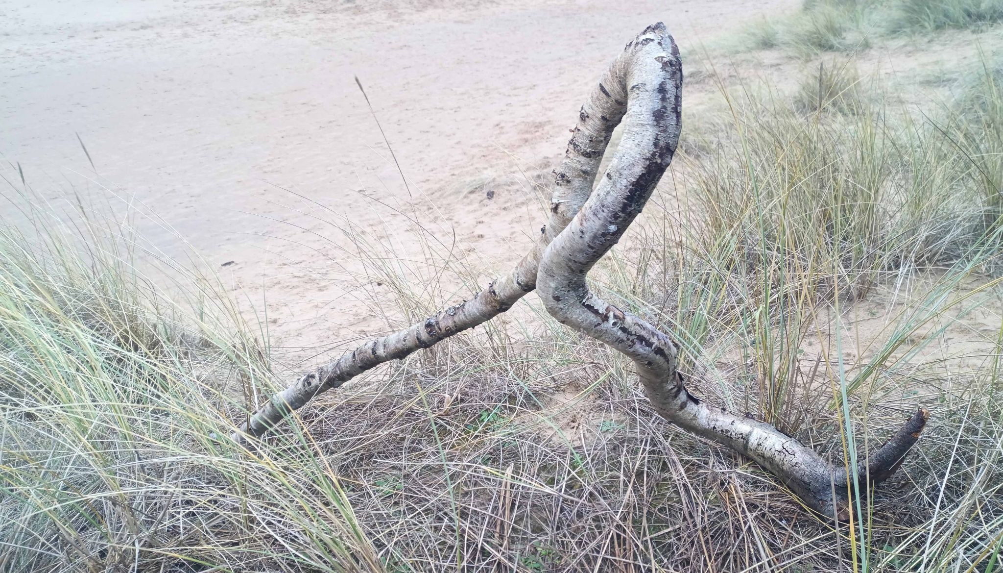 Mystical cobra branch