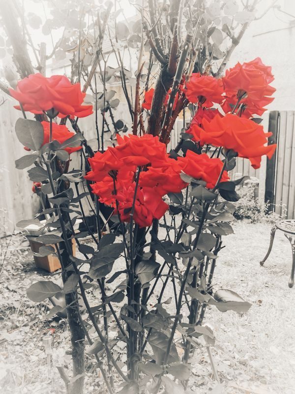 Photograph of roses and the background has been desaturated