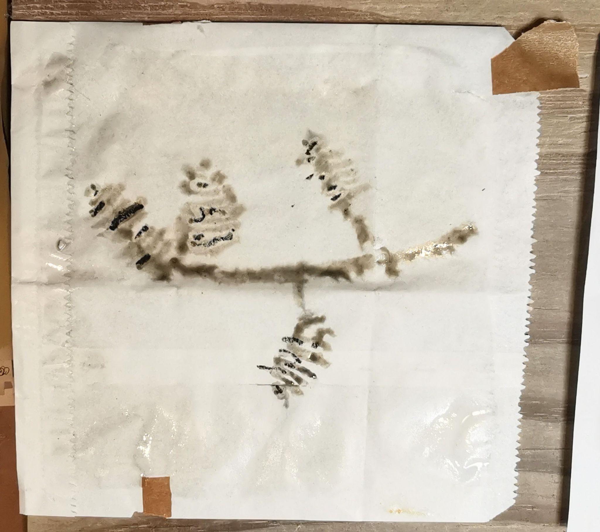 Ink drawing of alder cones in a wet paper bag, with black wax details