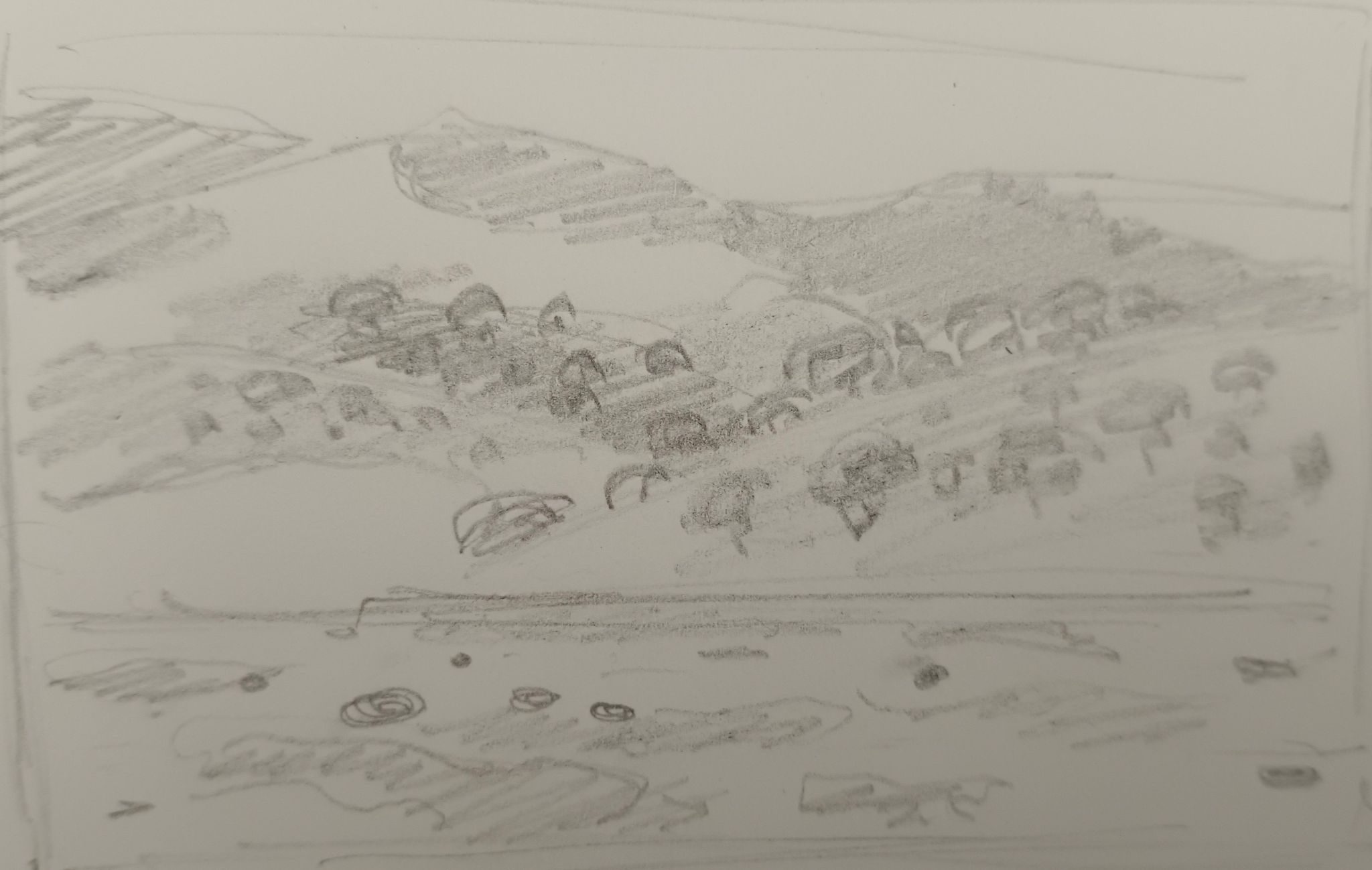 drawing of a sketch for a bigger painting. cows in the distance on s meadow behind which are the mountains. there flowers all over the meadow. pencil on paper